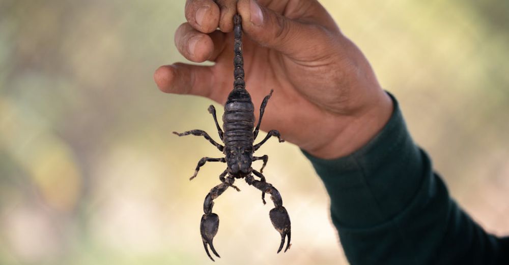 Pest Control Products - A scorpion held by a person's hand in an outdoor setting, showcasing wildlife interaction.