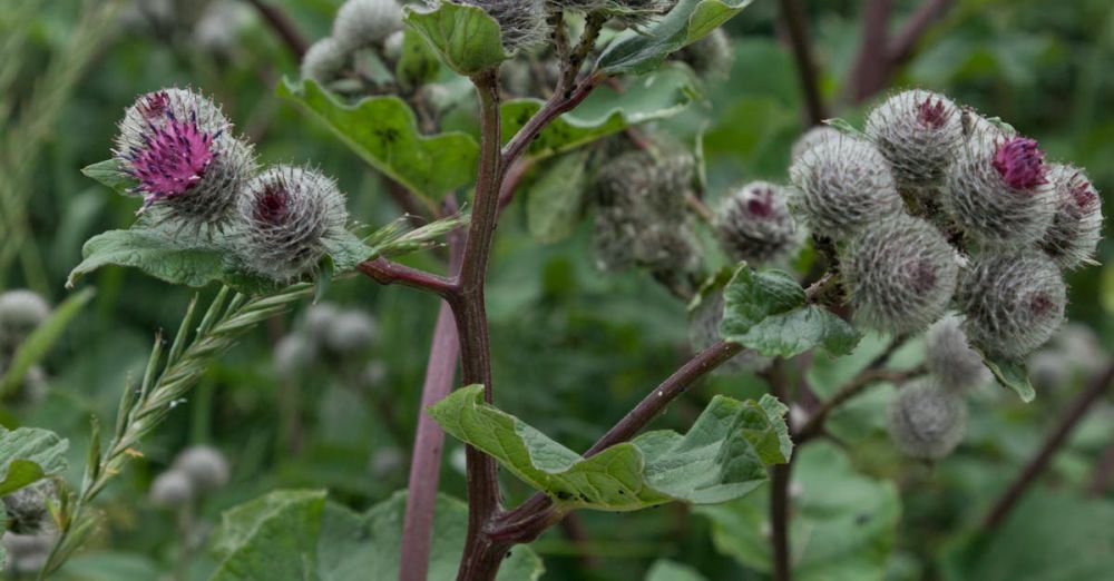 Weed Removers - Close-up of wild burdock in full bloom with vibrant purple flowers in a lush green field.