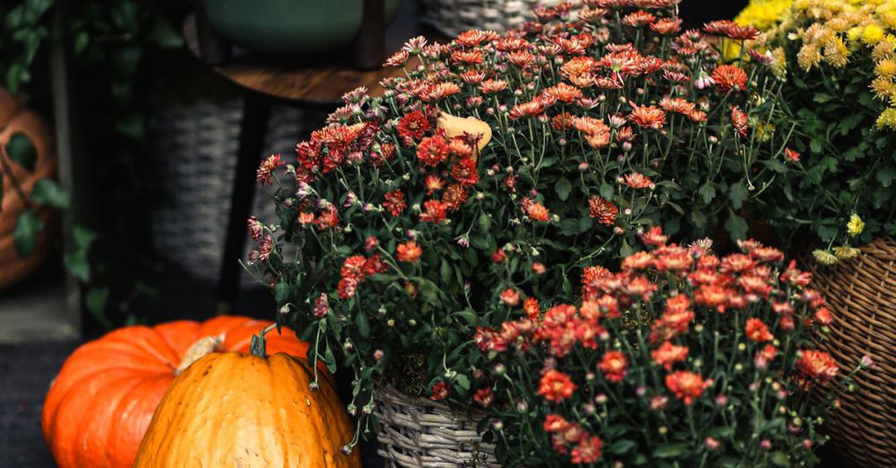 Plant Pots - Cozy autumn setup featuring pumpkins and chrysanthemums, perfect for fall decor inspiration.