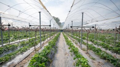 Trellises - A modern greenhouse for strawberry cultivation with rows of plants under protective nets.