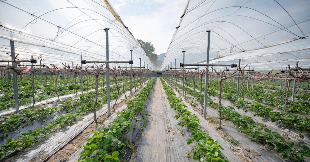 Trellises - A modern greenhouse for strawberry cultivation with rows of plants under protective nets.