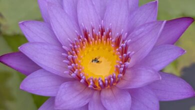 Leaf Blowers - Water Lily