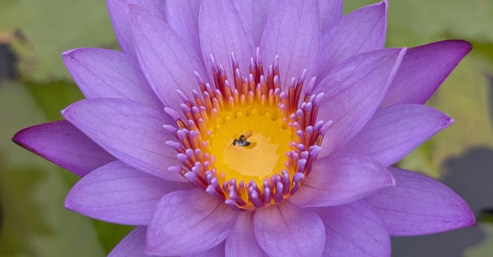 Leaf Blowers - Water Lily