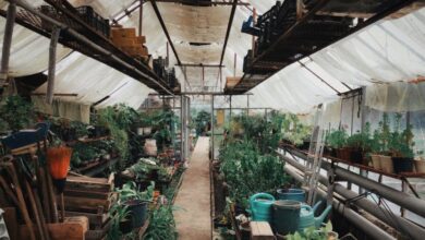 Fertilizers - A thriving indoor greenhouse filled with various potted plants and gardening tools for cultivation and care.