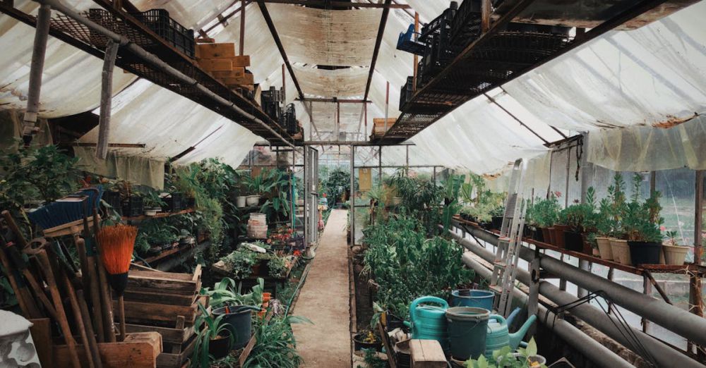 Fertilizers - A thriving indoor greenhouse filled with various potted plants and gardening tools for cultivation and care.