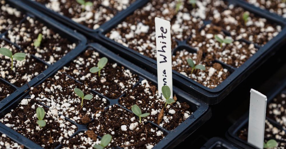 Raised Beds - Close-up of young plants sprouting in soil within plastic trays, ideal for gardening and cultivation themes.