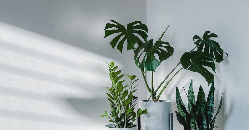 Plant Stands - Elegant houseplants in stylish stands casting shadows on white walls in a minimalist interior.