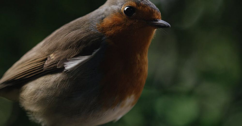 Bird Feeders - Close-up of a European robin perched on a stump, enjoying seeds in a forest setting.