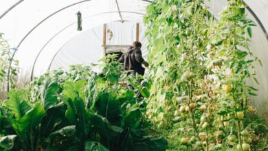 Greenhouse Supplies - A farmer tending to vegetables in a lush greenhouse in County Galway, Ireland.