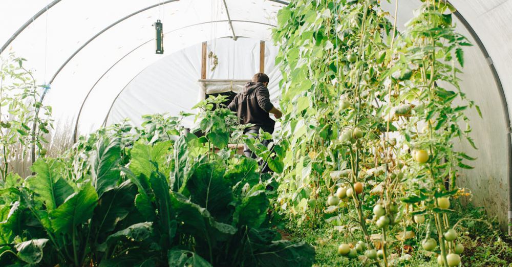 Greenhouse Supplies - A farmer tending to vegetables in a lush greenhouse in County Galway, Ireland.