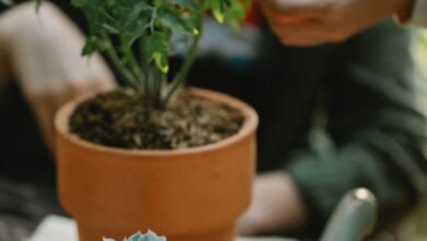 Plant Labels - Two people tending to potted plants outdoors with gardening tools.