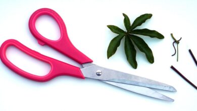 Scissors - Close-up of pink handled scissors beside green leaves on a white background.