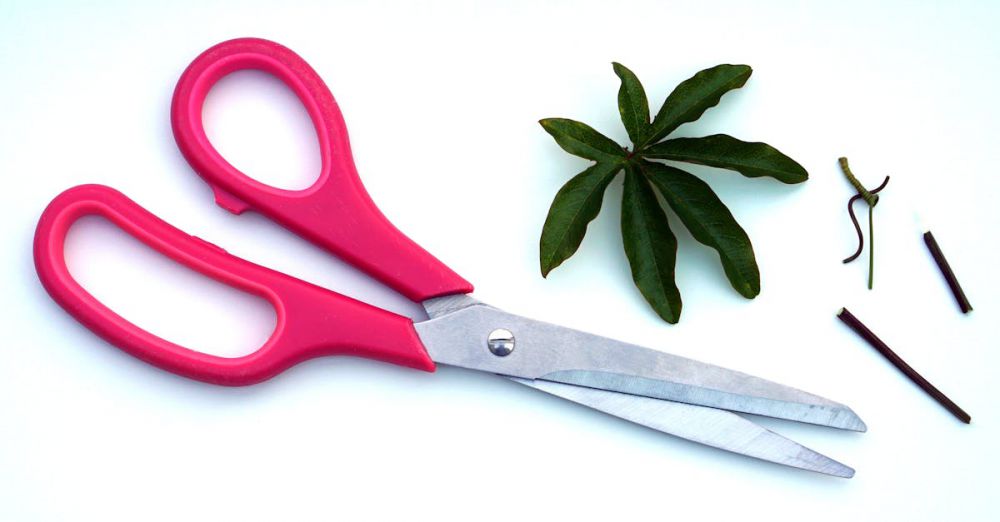 Scissors - Close-up of pink handled scissors beside green leaves on a white background.