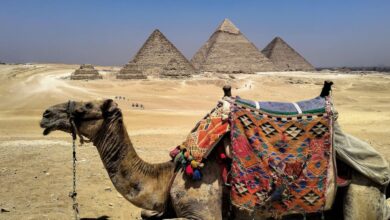 Travel Adapters - A camel with colorful saddle rests in front of the iconic Pyramids of Giza under a clear blue sky.